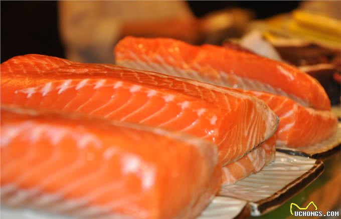 秋田犬毛发又硬又粗