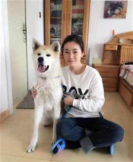 秋田犬毛发又硬又粗