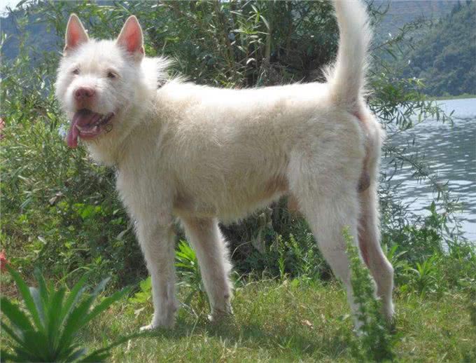 我国唯一一个敢与比特犬厮杀的犬种!凶猛无畏，可惜几乎没有了