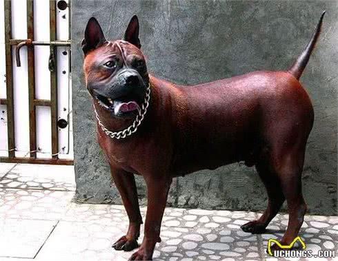 我国唯一一个敢与比特犬厮杀的犬种!凶猛无畏，可惜几乎没有了
