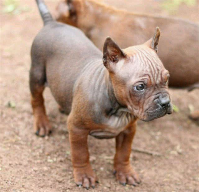 我国唯一一个敢与比特犬厮杀的犬种!凶猛无畏，可惜几乎没有了