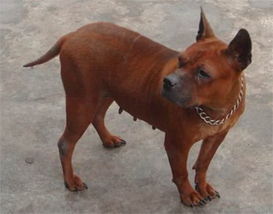 我国唯一一个敢与比特犬厮杀的犬种!凶猛无畏，可惜几乎没有了