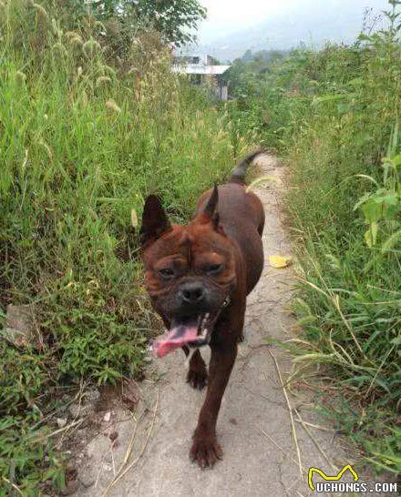 我国唯一一个敢与比特犬厮杀的犬种!凶猛无畏，可惜几乎没有了