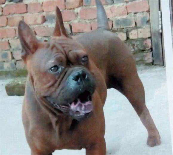 我国唯一一个敢与比特犬厮杀的犬种!凶猛无畏，可惜几乎没有了