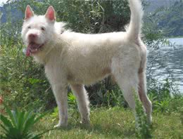 我国唯一一个敢与比特犬厮杀的犬种!凶猛无畏，可惜几乎没有了