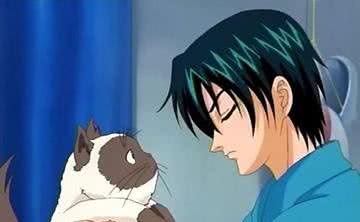 以享受生活为猫生目标—喜马拉雅猫