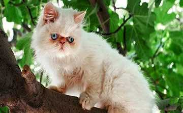 以享受生活为猫生目标—喜马拉雅猫