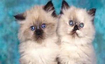 以享受生活为猫生目标—喜马拉雅猫