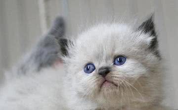 以享受生活为猫生目标—喜马拉雅猫