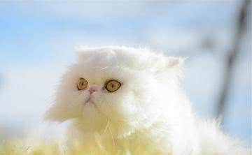 以享受生活为猫生目标—喜马拉雅猫