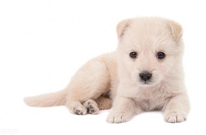 小狗睡觉一抖一抖什么原因?解析幼犬睡眠中的抖动现象