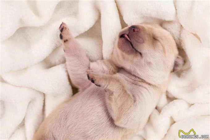 小狗睡觉一抖一抖什么原因?解析幼犬睡眠中的抖动现象