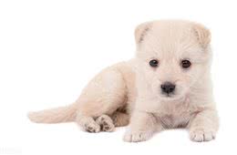 小狗睡觉一抖一抖什么原因?解析幼犬睡眠中的抖动现象