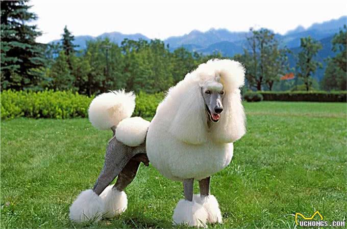 五种迷人的狗狗品种，有你认识的吗?