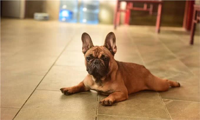 五种迷人的狗狗品种，有你认识的吗?