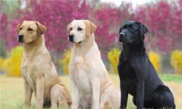 五种迷人的狗狗品种，有你认识的吗?