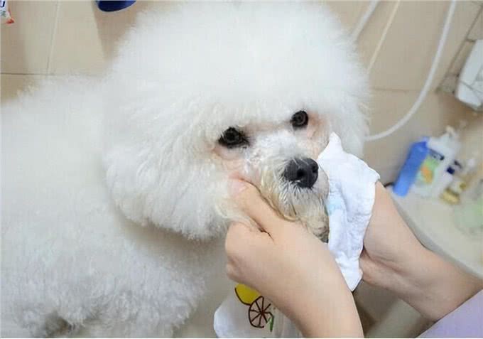 老祖宗：挑狗记住这6点，包你选到健康狗