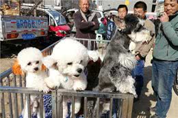 老祖宗：挑狗记住这6点，包你选到健康狗