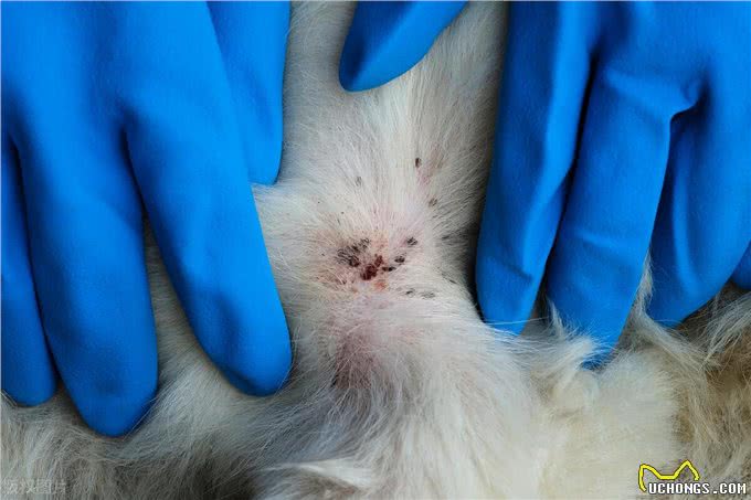 跳蚤，只见其害、不见其身，如何在犬猫身上发现它