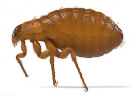 跳蚤，只见其害、不见其身，如何在犬猫身上发现它