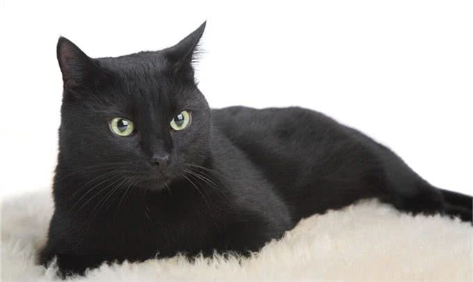全黑的猫还是比较少见的，养黑猫有什么说法