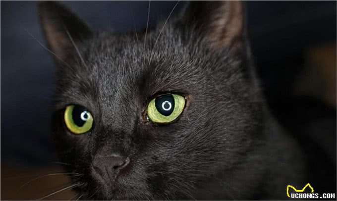 全黑的猫还是比较少见的，养黑猫有什么说法