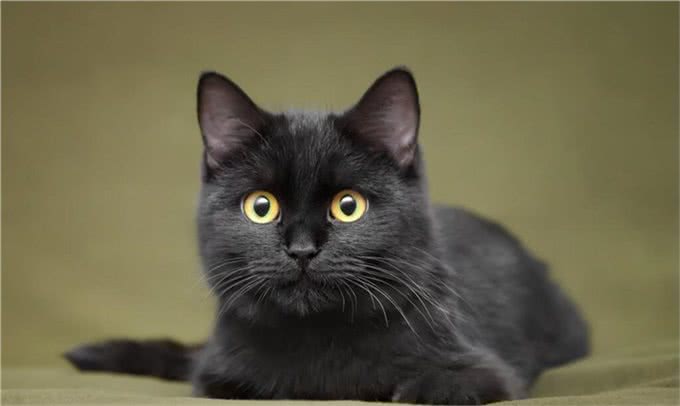 全黑的猫还是比较少见的，养黑猫有什么说法
