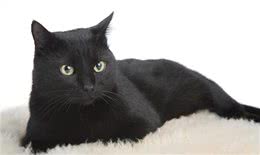全黑的猫还是比较少见的，养黑猫有什么说法