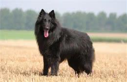 宠物世界中的梅西，比利时牧羊犬号称犬类中的高智商劳模