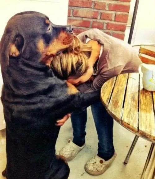 你养的狗，已经暴露了你的性格，你觉得准吗?