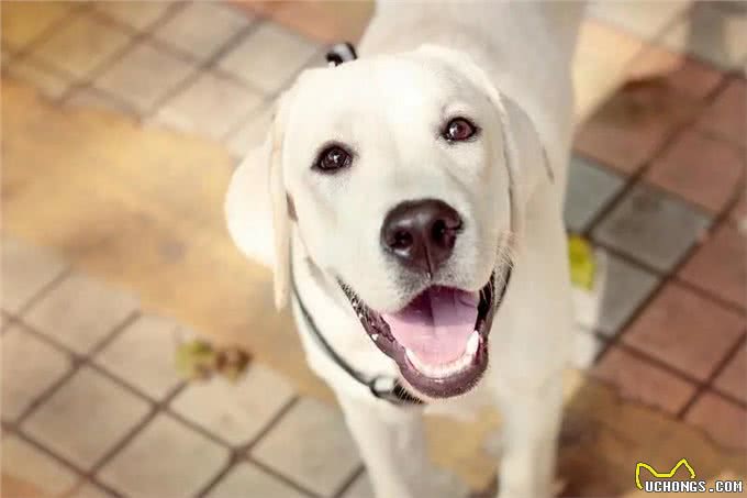 你养的狗，已经暴露了你的性格，你觉得准吗?