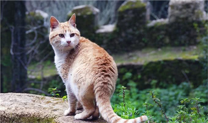 猫不像犬,它和人类相处的时间相对较短,野猫可以养成宠物猫吗