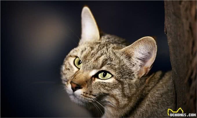 猫不像犬,它和人类相处的时间相对较短,野猫可以养成宠物猫吗