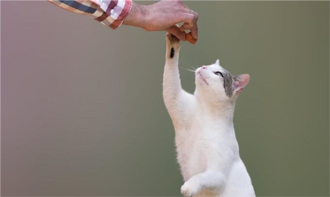 猫不像犬,它和人类相处的时间相对较短,野猫可以养成宠物猫吗