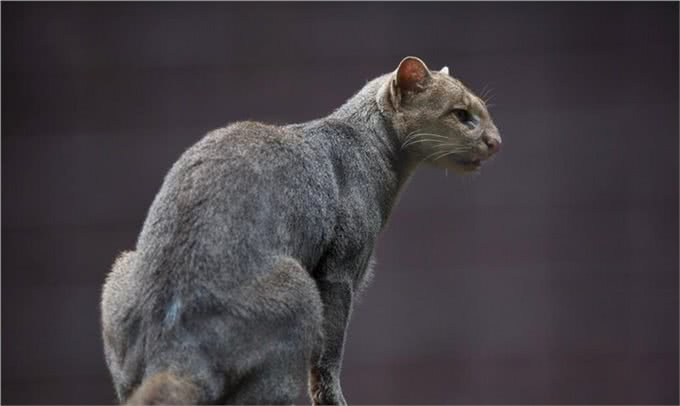 猫不像犬,它和人类相处的时间相对较短,野猫可以养成宠物猫吗