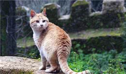 猫不像犬，它和人类相处的时间相对较短，野猫可以养成宠物猫吗