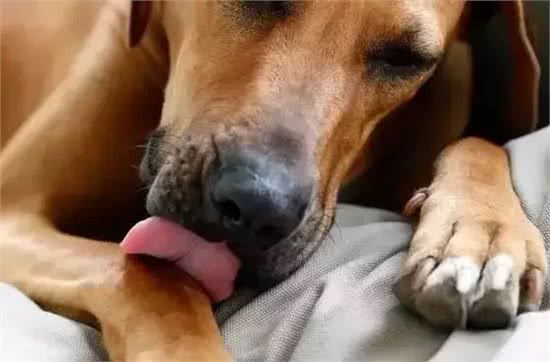 萌知识|狗狗爱挠痒痒都有哪些原因?