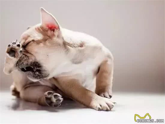 萌知识|狗狗爱挠痒痒都有哪些原因?