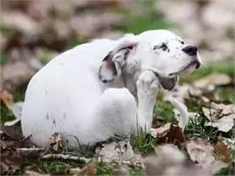 萌知识|狗狗爱挠痒痒都有哪些原因?