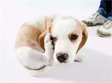 萌知识|狗狗爱挠痒痒都有哪些原因?