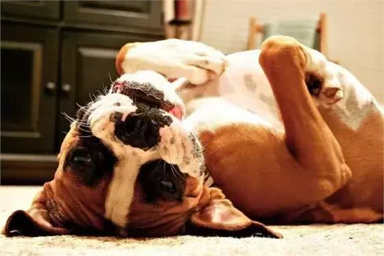 萌知识|狗狗爱挠痒痒都有哪些原因?