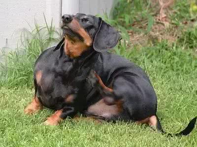 萌知识|狗狗爱挠痒痒都有哪些原因?