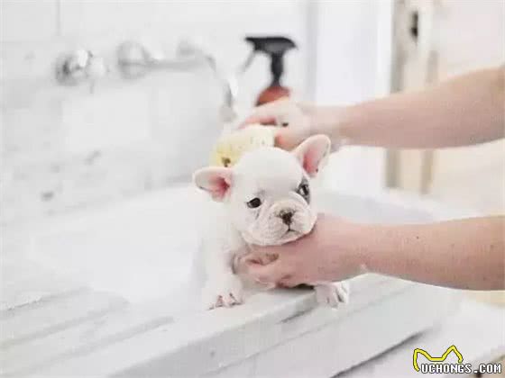 萌知识|狗狗爱挠痒痒都有哪些原因?