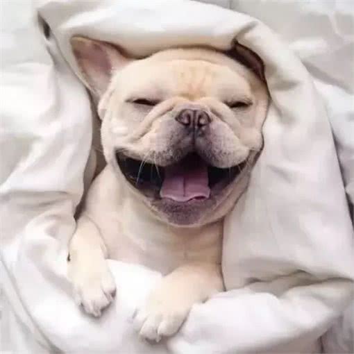 萌知识|狗狗爱挠痒痒都有哪些原因?