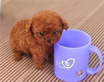 茶杯贵宾犬真的可以被放进茶杯里吗?