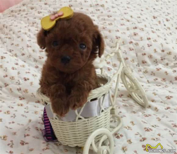 茶杯贵宾犬真的可以被放进茶杯里吗?
