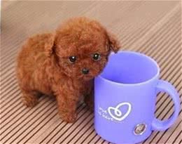 茶杯贵宾犬真的可以被放进茶杯里吗?