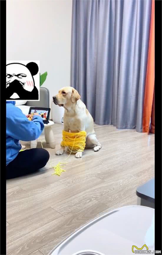 天冷了网友打算织围脖，让狗狗帮忙来撑毛线，看它表情很不情愿呀