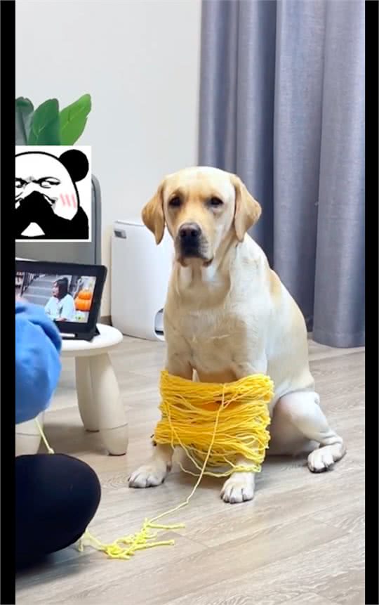 天冷了网友打算织围脖，让狗狗帮忙来撑毛线，看它表情很不情愿呀