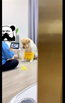 天冷了网友打算织围脖，让狗狗帮忙来撑毛线，看它表情很不情愿呀